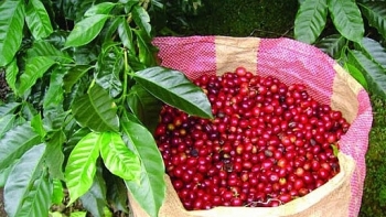 Giá cà phê hôm nay 4/4: Giảm 300 đồng/kg