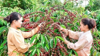 Giá cà phê hôm nay 15/4: Giảm 500 đồng/kg