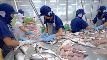 Xuất khẩu cá tra đầu năm: Tín hiệu tich cực từ thị trường Trung Quốc - Hồng Kông