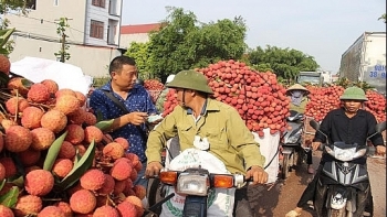 Xây dựng 3 kịch bản tiêu thụ vải thiều trước ảnh hưởng của dịch Covid-19