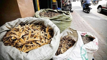 Lạng Sơn: Thu giữ hơn 500 kg dược liệu nhập lậu