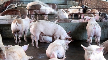 4% đàn lợn của cả nước chết vì dịch tả lợn châu Phi