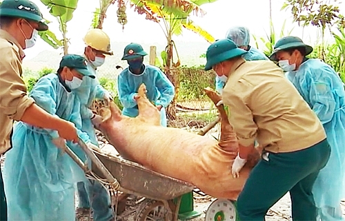 dich ta chau phi quy dinh moi nhat cua ha noi ve ho tro tieu huy nhiem dich