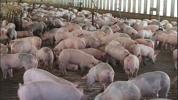 Giá lợn hơi hôm nay 28/5: Miền Bắc thấp nhất còn 24.000 đồng/kg