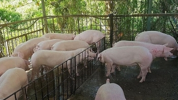 Giá lợn hơi hôm nay 29/5: Hà Nội dao động từ 23.000 - 26.000 đồng/kg