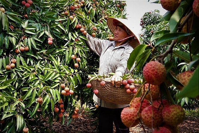 gia cao gap doi nam ngoai chat luong vai thieu cao nhat tu truoc den nay