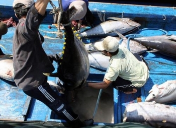 Xuất khẩu cá ngừ sang Nga có xu hướng giảm tốc