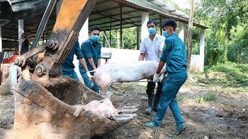 Hơn 2 triệu con lợn bị tiêu huỷ vì dịch tả lợn châu Phi