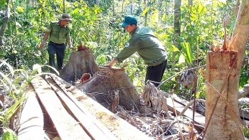 Phú Yên: Chuyển hồ sơ sang CQĐT vụ lâm tặc mở đường phá rừng