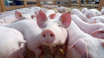 Giá thịt lợn hơi trong nước tăng phi mã, Bộ NN&PTNT cho nhập khẩu lợn sống