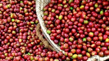 Giá cà phê hôm nay 2/6: Dao động từ 33.200 – 33.900 đồng/kg