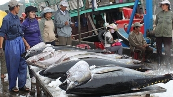 Mở cửa nhưng cá ngừ Việt vẫn khó vào Hàn Quốc