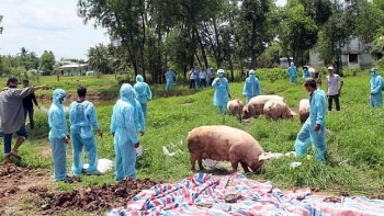 Tạm ứng 1.200 tỷ đồng hỗ trợ các địa phương có dịch tả lợn châu Phi