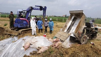 Hỗ trợ hơn 350 tỷ đồng cho người chăn nuôi bị dịch tả lợn châu Phi