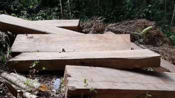 Gia Lai: Khởi tố đối tượng khai thác gỗ rừng trái phép