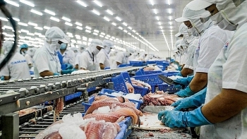 Xuất khẩu cá tra, basa Việt Nam sang EU tăng 31,5%