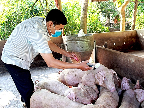 ba ria vung tau xuat hien o dich ta heo chau phi dau tien