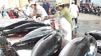 EVFTA: Rộng cửa xuất khẩu cho cá ngừ Việt Nam