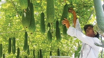 HTX Dịch vụ nông nghiệp Hoàng Hà: Trăn trở với rau hữu cơ