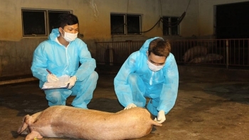 Thành công bước đầu trong nghiên cứu vacxin dịch tả lợn châu Phi