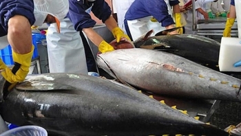 Việt Nam chiếm lĩnh thị trường cá ngừ đông lạnh Hà Lan