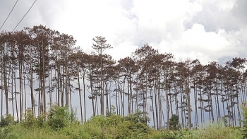 Lâm Đồng: Khởi tố điều tra hàng trăm cây thông bị "đầu độc"