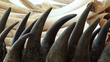Tạm giữ hơn 126 kg hàng hóa nghi là sừng tê giác tại Sân bay Nội Bài