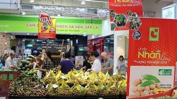 Thoát cảnh "được mùa mất giá", nhãn lồng Hưng Yên vào siêu thị lớn