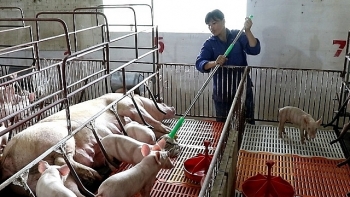 Giá lợn tăng kỷ lục: Tiềm ẩn nguy cơ khủng hoảng thừa