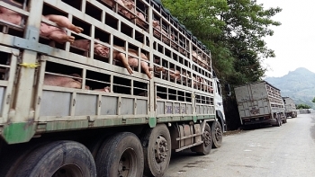 Gia tăng tình trạng nhập lậu thịt lợn qua biên giới