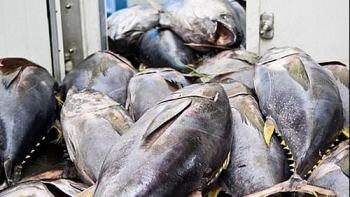 Xuất khẩu cá ngừ vây vàng sang Italy tăng 60% 6 tháng đầu năm