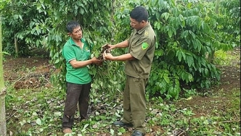 Đắk Lắk: Người dân ngỡ ngàng phát hiện hàng trăm gốc tiêu bị phá hoại