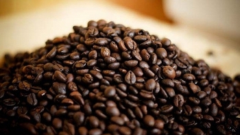 Giá cà phê hôm nay 13/8: Giảm 400 đồng/kg