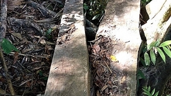 Gần 100 cây gỗ bị lâm tặc đốn hạ tại vườn quốc gia Pù Mát