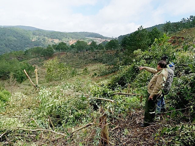 lam dong bat giu 11 doi tuong pha rung phong ho