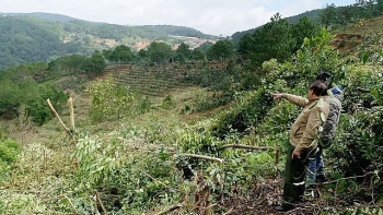 Lâm Đồng: Bắt giữ 11 đối tượng phá rừng phòng hộ