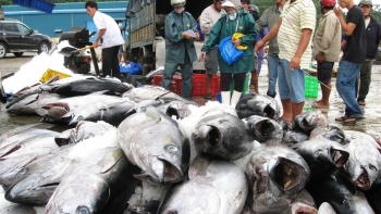 Xuất khẩu cá ngừ sang một số thị trường chính có dấu hiệu đi xuống