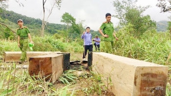 Phát hiện 200 gốc cây bị đốn hạ trong vụ phá rừng “khủng” ở Gia Lai