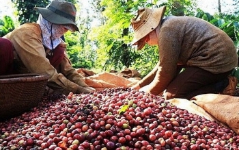 Giá cà phê hôm nay 1/9: Giá ở mức đáy khiến người dân lao đao