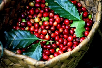 Giá cà phê hôm nay 6/9: Giá cà phê nguyên liệu tăng 500 đồng/kg