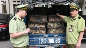 Lạng Sơn: Tiêu huỷ 950 con gia cầm giống nhập lậu