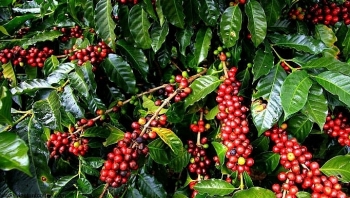 Giá cà phê hôm nay 7/9: Giá cà phê nguyên liệu giảm 200 đồng/kg