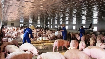 Hà Nội: Chủ động ngăn chặn bệnh dịch tả lợn châu Phi xâm nhiễm