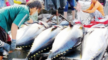 Cá ngừ Việt chưa đi sâu vào thị trường Trung Quốc