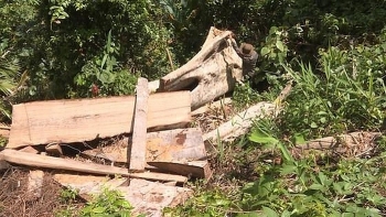 Đắk Lắk: Phát hiện thêm 500m3 gỗ bị hạ trong vụ phá rừng quy mô lớn