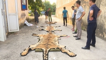 Phá đường dây mua bán hổ từ miền miền Trung ra Quảng Ninh để nấu cao