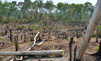 Gia Lai: Khởi tố nguyên Trưởng ban Quản lý rừng phòng hộ la Puch