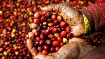 Giá cà phê hôm nay 2/10: Lên mức 34.000 đồng/kg