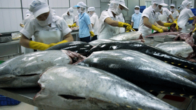 Trung Đông, thị trường tốt nhất cho xuất khẩu cá ngừ Việt Nam hiện nay