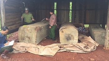 Đắk Nông: Phát hiện gần 10m3 gỗ được cất giấu tại rẫy hồ tiêu